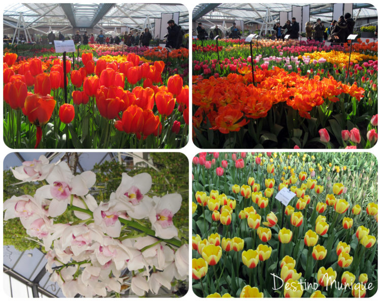 Keukenhof-Holanda-Tulipas