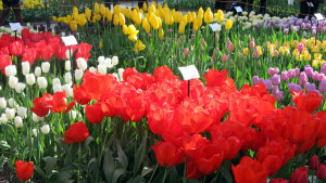 Keukenhof, Holanda, Amsterdã, DicasKeukenhof, Holanda, Amsterdã, Dicas