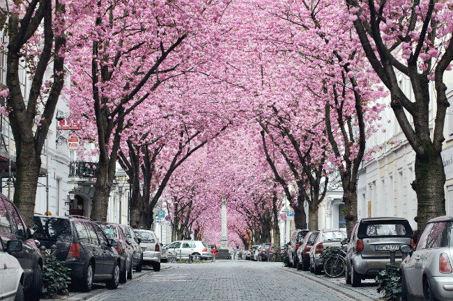 Bonn-Cerejeiras-Primavera