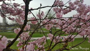 Cerejeiras-Alemanha-Primavera-300x169
