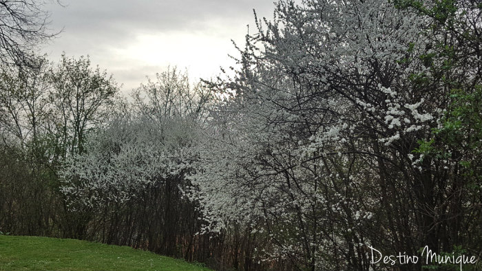 Cerejeiras-Munique-Primavera-Alemanha