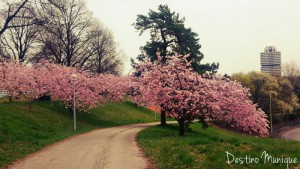 Cerejeiras-Primavera-Munique-BMW-300x169