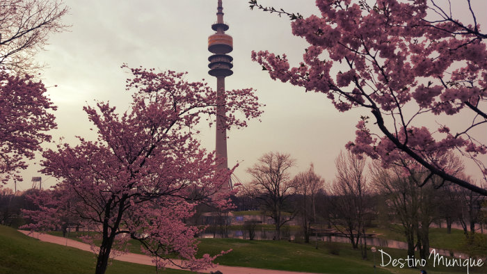 Cerejeiras-Primavera-Munique-Olympiaturm