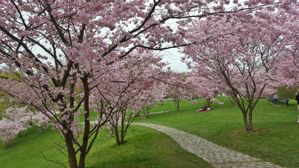 Primavera em Munique, Cerejeiras, Olympiapark