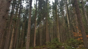 Floresta Negra, Alemanha, dicas