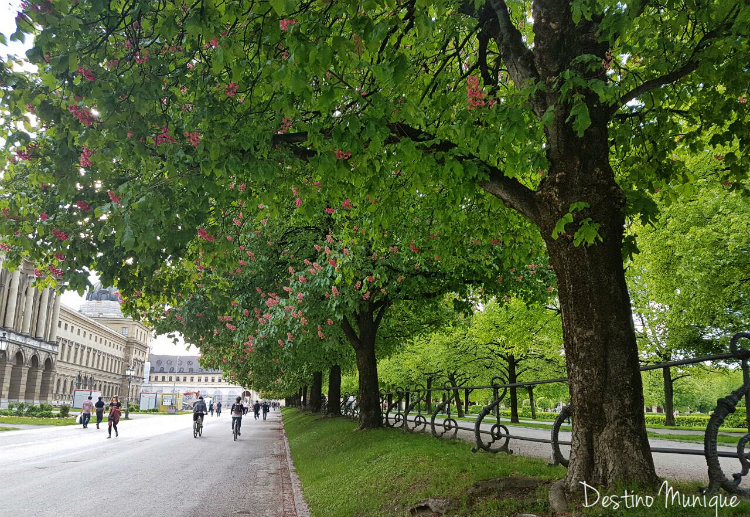 Maio-Munique-Hofgarten