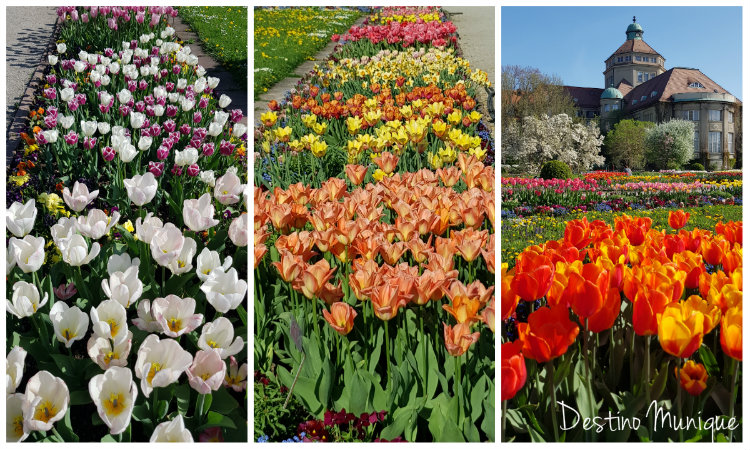 Tulipas-Jardim-Botanico-Munique