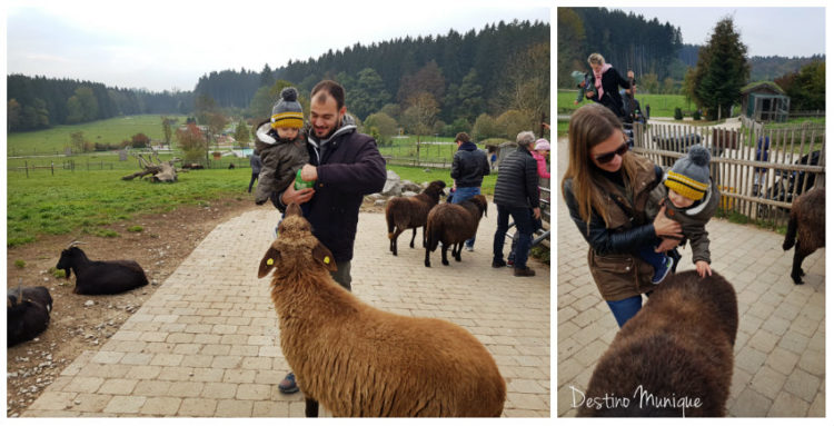 Bergtierpark-Blindham-Streichelzoo